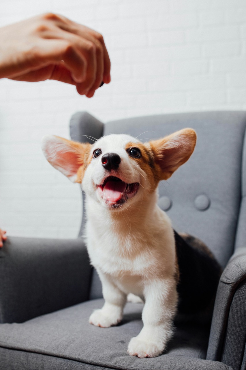 Original dog photo for Anime example