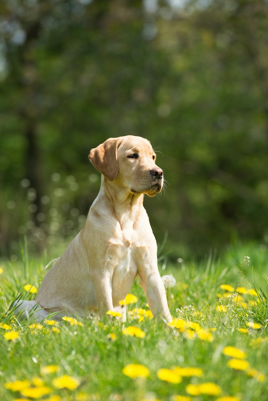 Original dog photo for cartoon example
