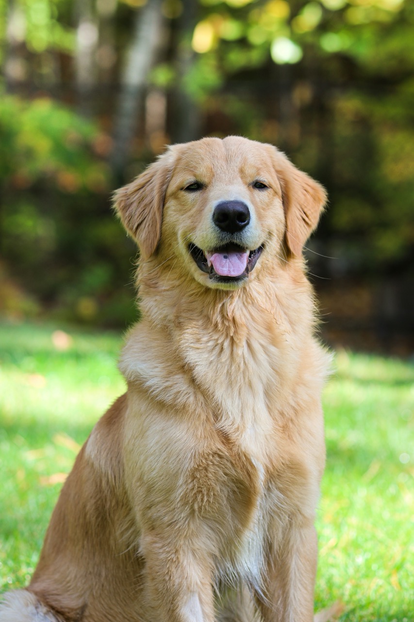 Original dog photo for human portrait example