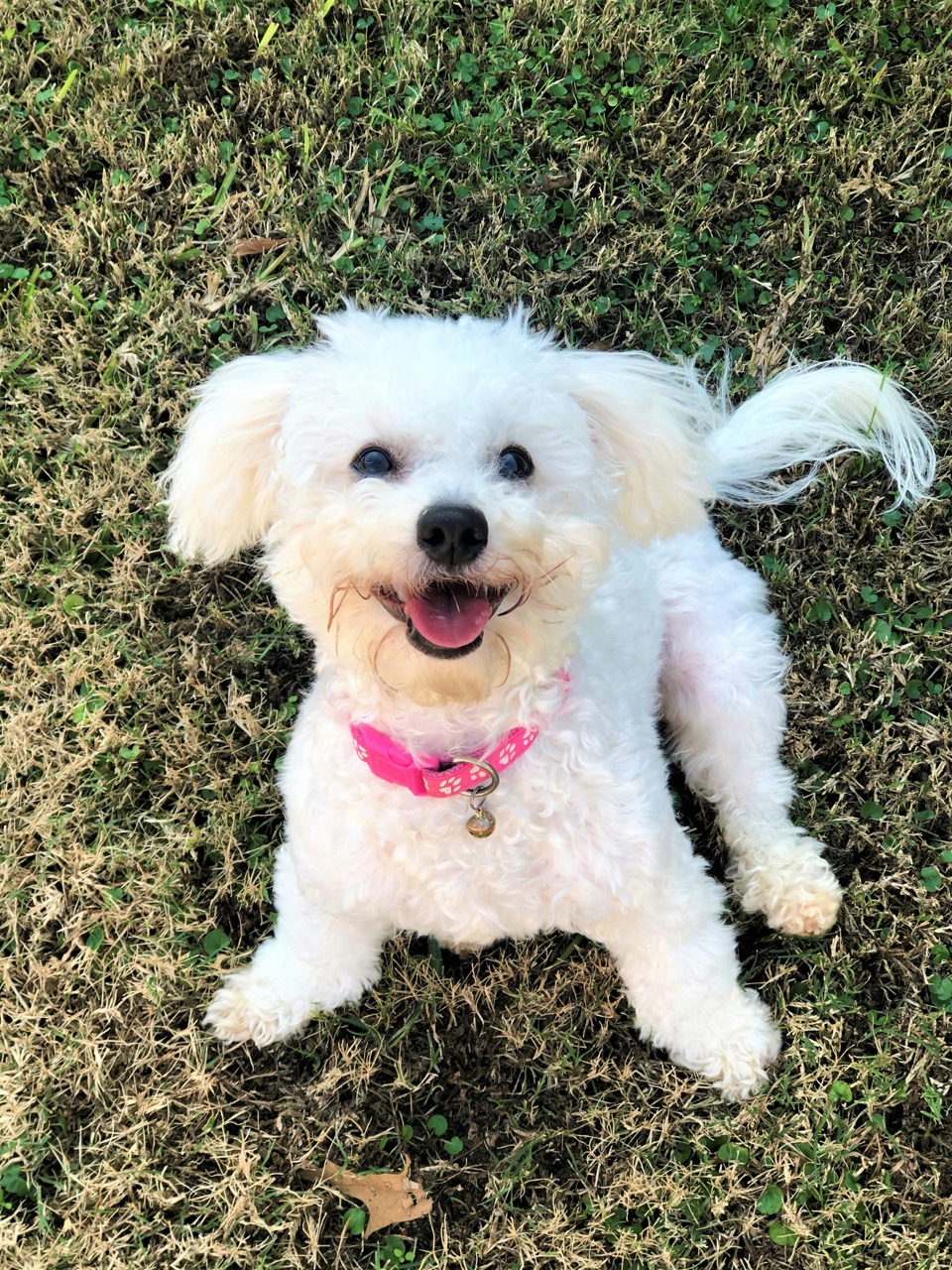 Original dog photo for knitted example