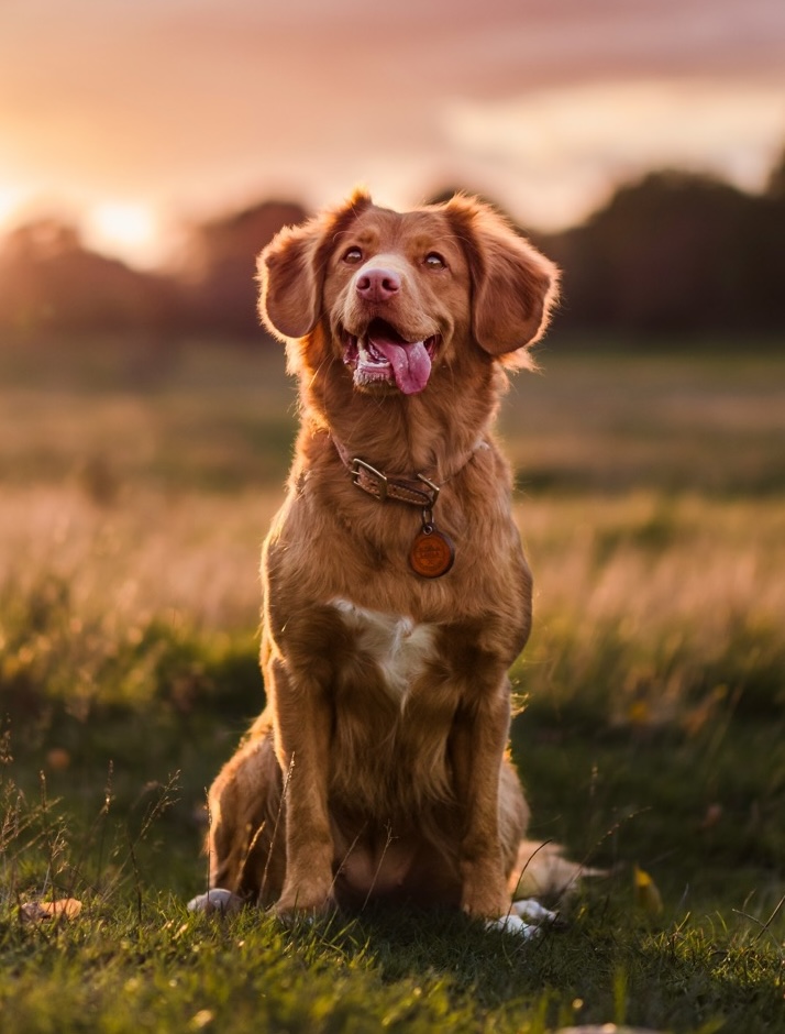 Original dog photo for Renaissance example
