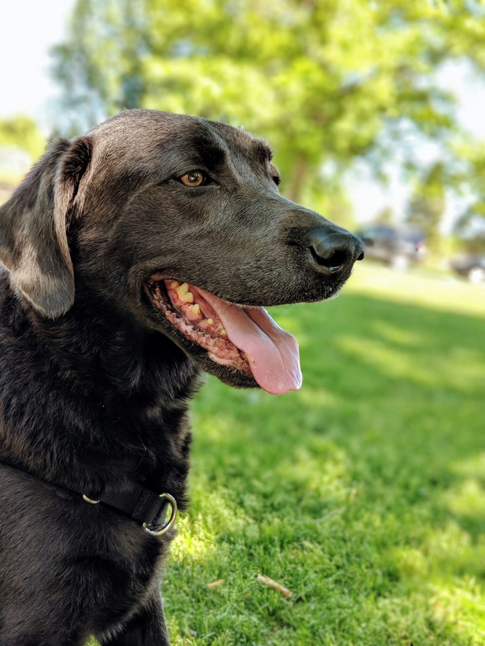 Original dog photo for sticker example