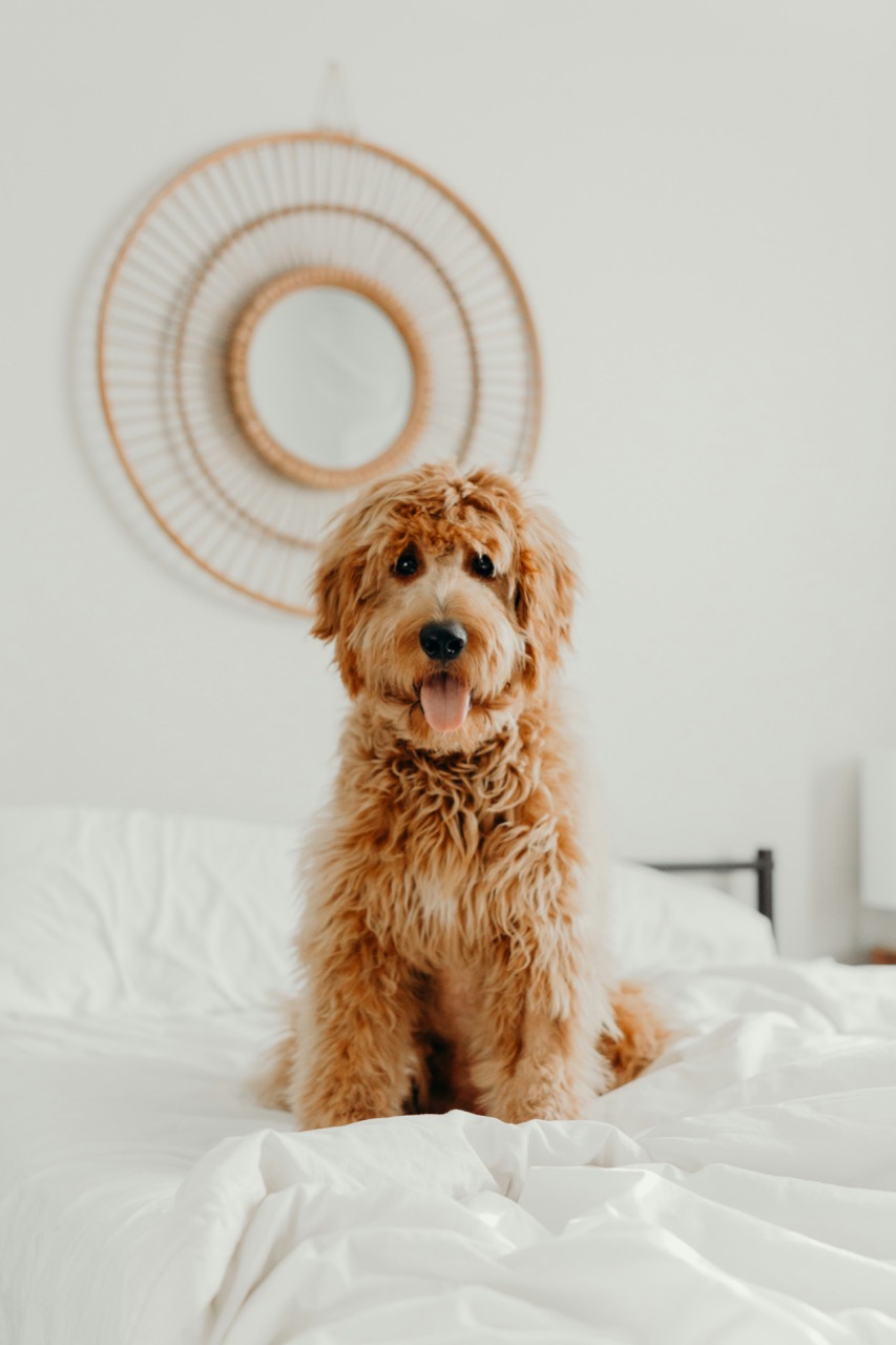 Original dog photo for toy figure example